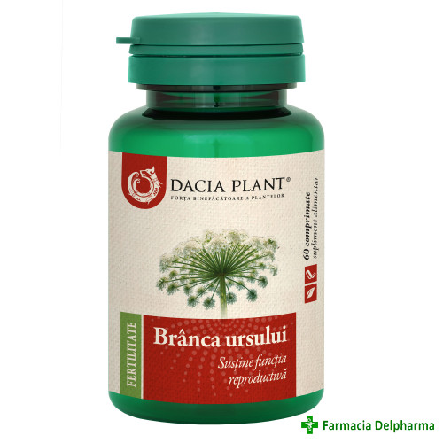 Branca ursului x 60 compr.